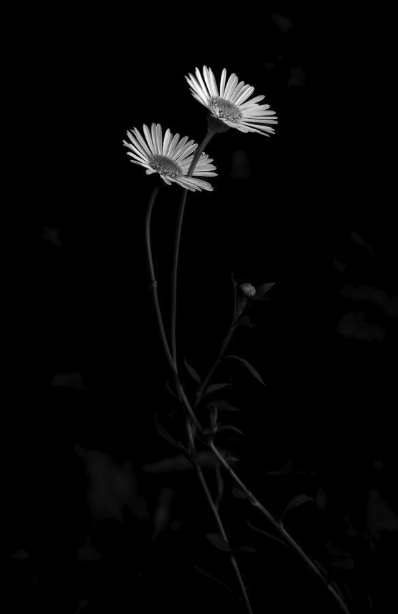 Black and white monochrome, two flowers