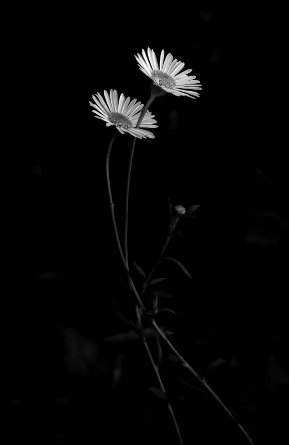 Black and white monochrome, two flowers