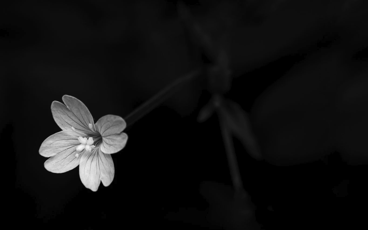 Photo of a single flower in black and white