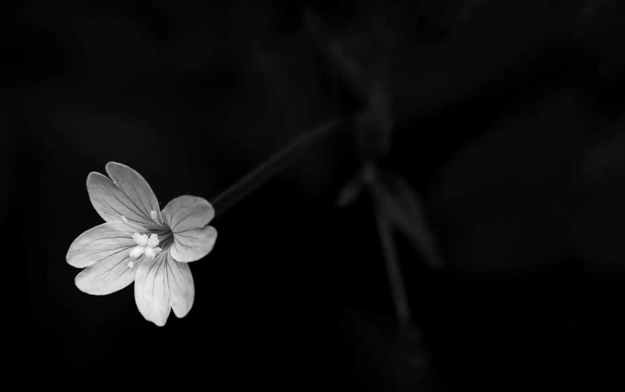 Photo of a single flower in black and white